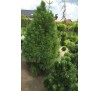 Сосна черная Пирамидалис (Pyramidalis) С2